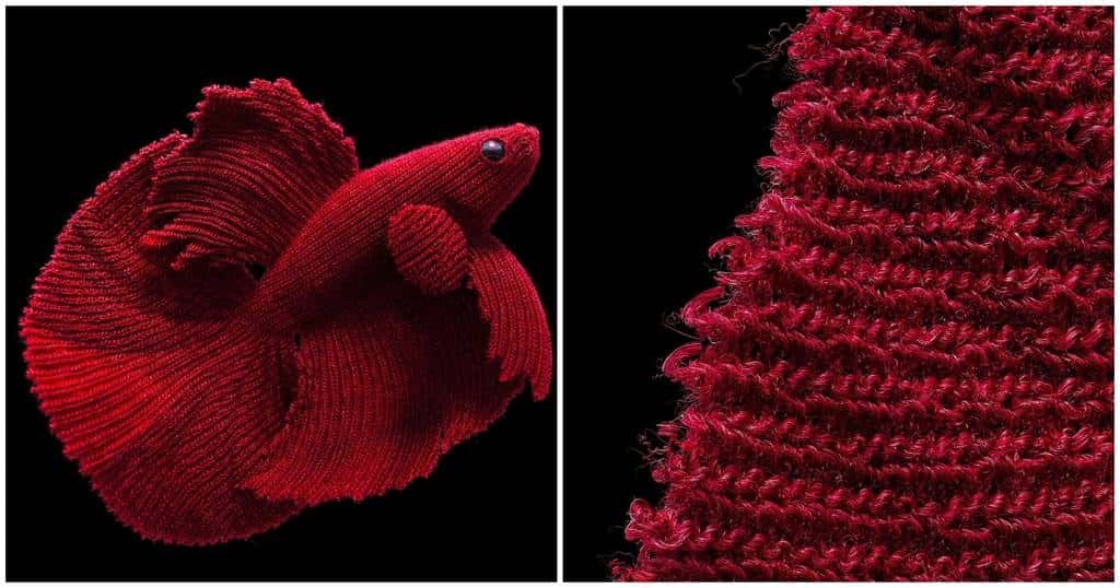 Peixe Betta em 3D: Uma Obra de Arte Digital Inspirada na Moda